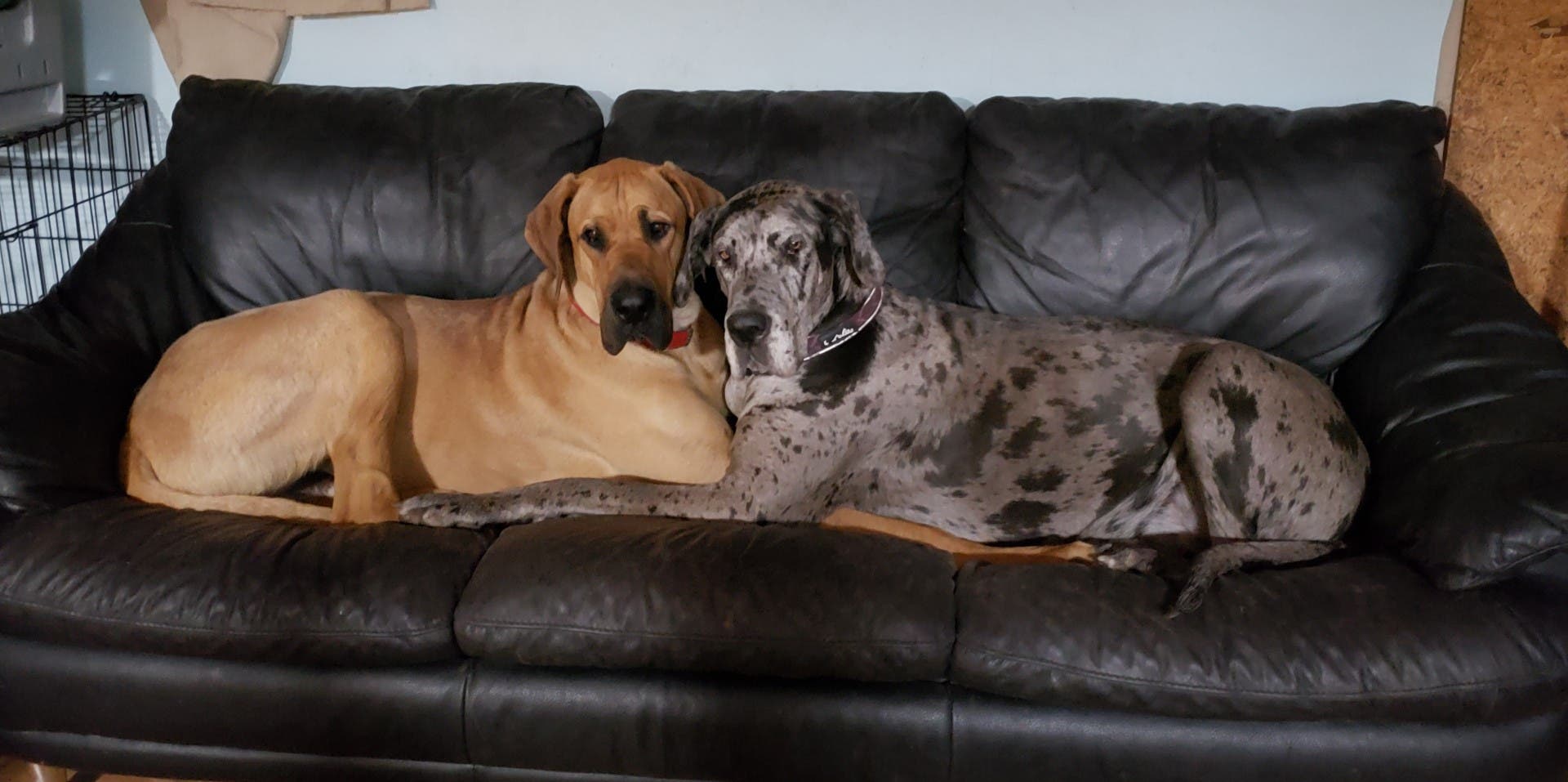 Great Dane Puppies for Sale