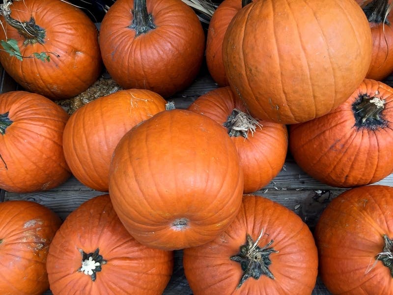 Places in and around Palatine where you can pick a pumpkin or attend a safe and socially distanced 2020 fall event.