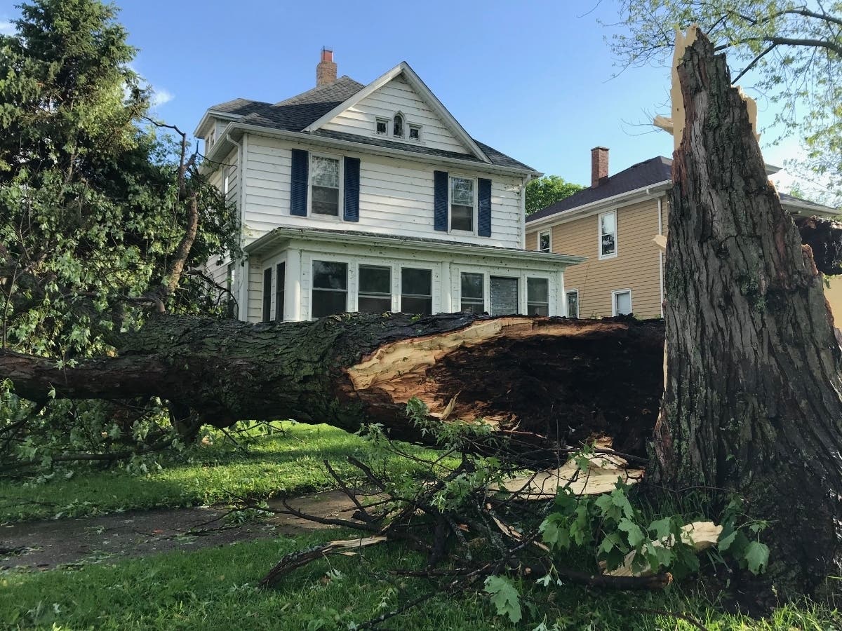 This tree was toppled near the intersection of Prairie and Glenwood. 