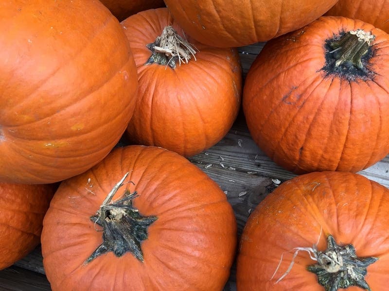 get Get outdoors and safely enjoy classic fall activities like going to Birmingham-area pumpkin patches.