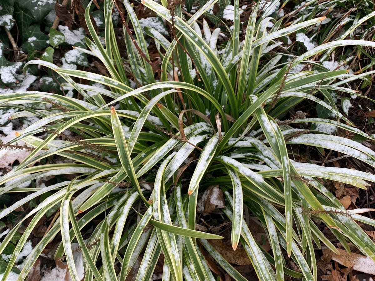 Snow is expected for most of north and central Alabama Friday night and Saturday morning.