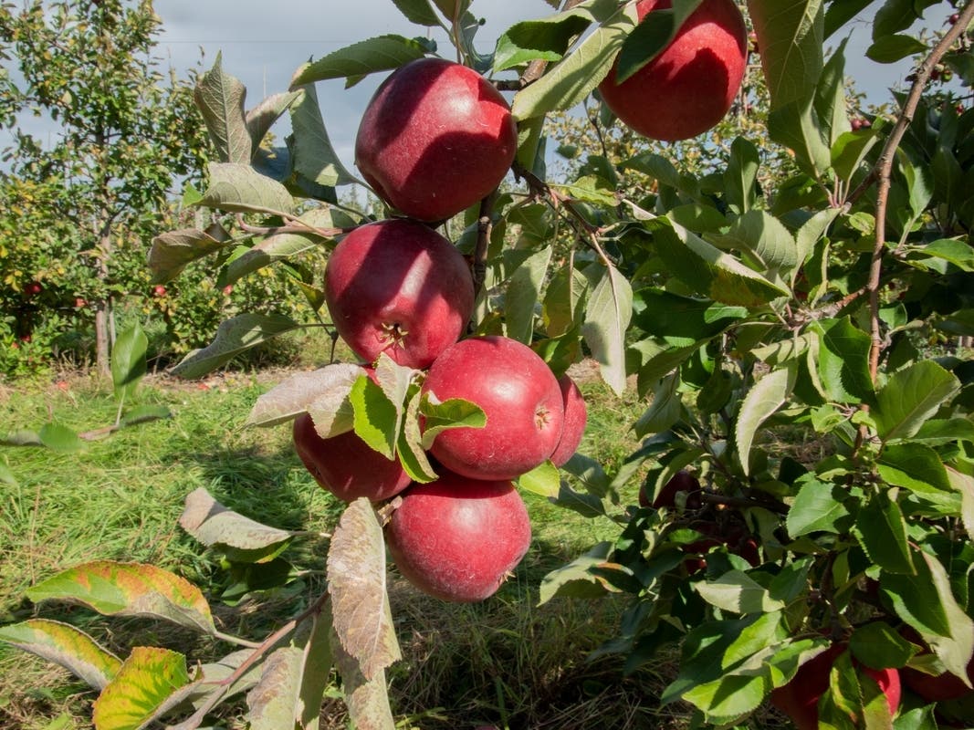 Here are some nearby orchards for picking your own apples.