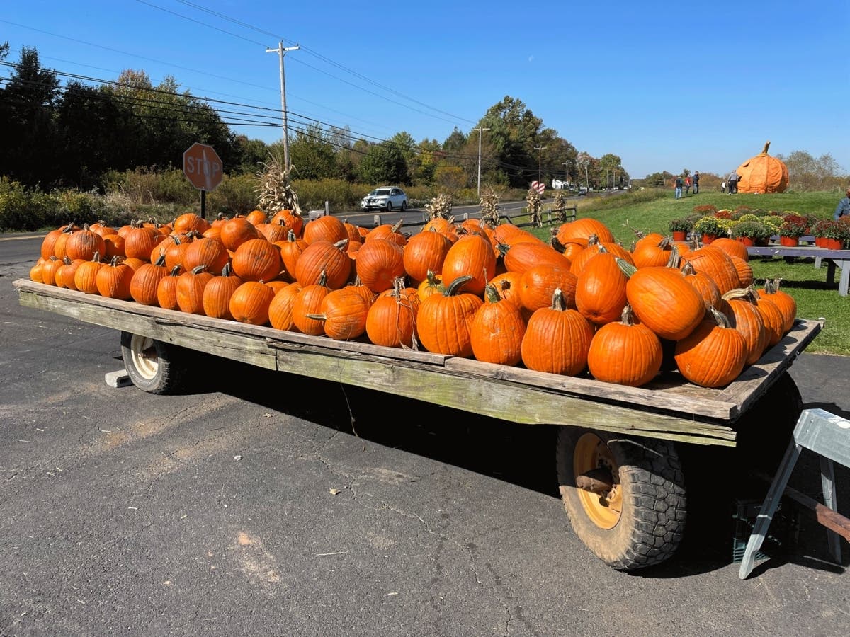 Here's where to find the best pumpkin patch near Southbury.