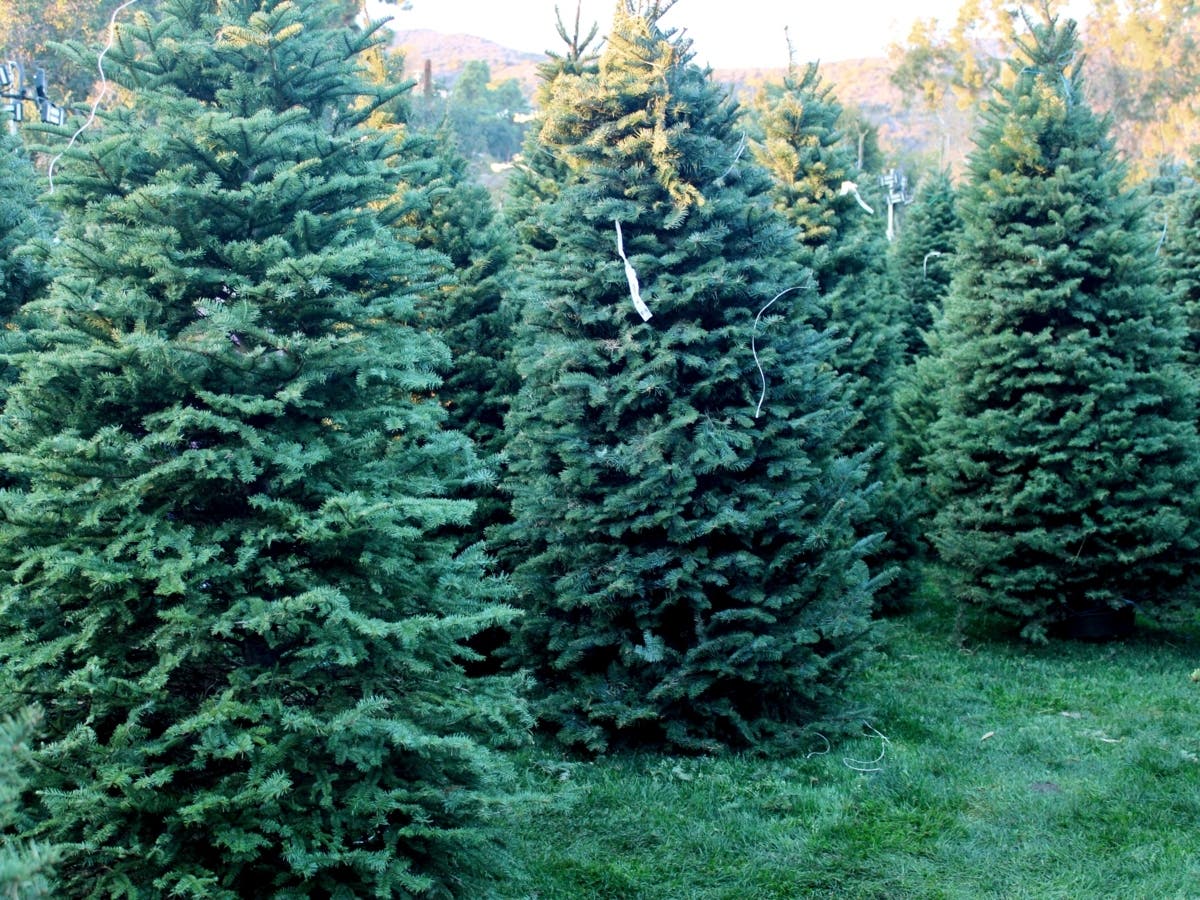 Here's where to find your Christmas tree this year. 