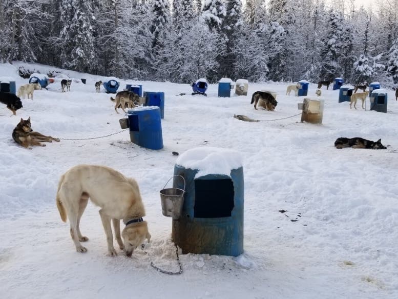 PETA To Protest Iditarod Dog Treatment In Boulder