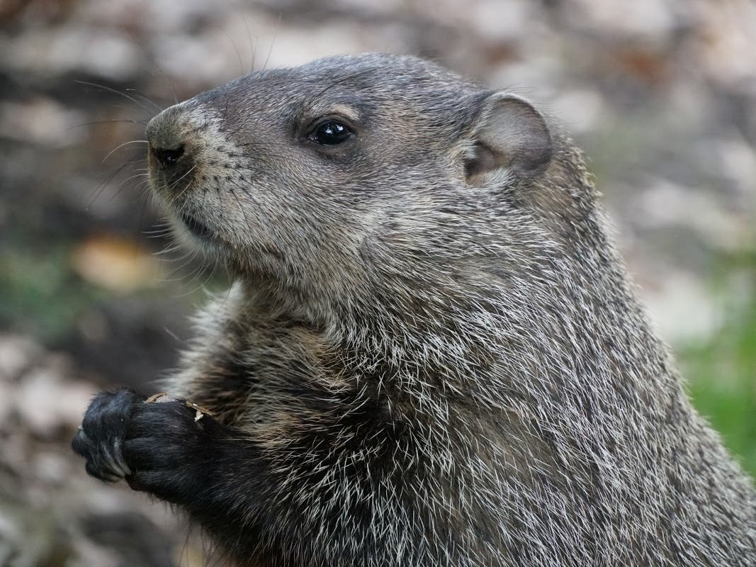 Groundhog Day is Feb. 2. As the legend goes, if the groundhog sees its shadow, winter will continue for another six weeks. If not, spring is just around the corner.