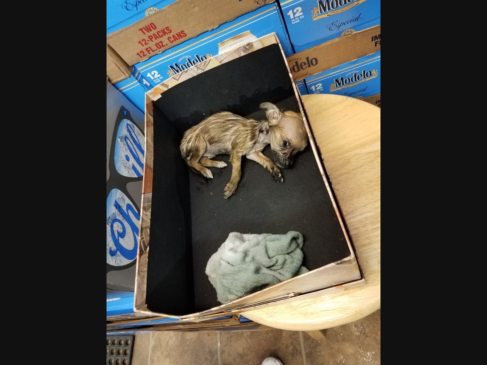 San Diego Humane Society's Law Enforcement is asking for the public's help identifying three people suspected of abandoning a puppy at a convenience store in San Marcos.