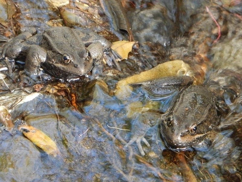 Threatened Frog Species Found In Santa Monica Mountains: Report