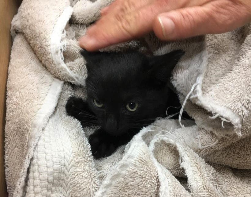 https://patch.com/img/cdn20/users/22976176/20191121/041018/styles/patch_image/public/tarpon-springs-tire-kingdom-rescues-kitten-3___21152628343.jpg