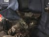 Mechanic Thomas Sheene cradles the kitten named Subaru, who was tossed from a vehicle and then became trapped in an SUV's engine compartment.