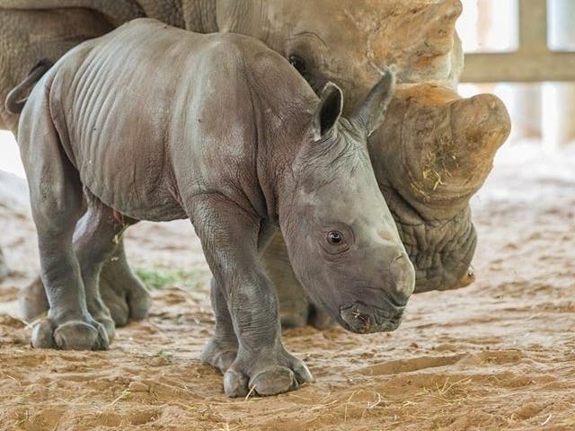 ZooTampa at Lowry Park​ announced the birth of its seventh southern white rhino on Thursday, a cause for celebration for conservationists fighting to save the endangered species. 