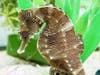 The rescued father seahorse gave birth to a herd of babies. 