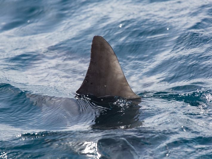 Fans of Steven Spielberg's 1975 blockbuster "Jaws" are in for a treat when the movie's star, Academy Award-winning actor Richard Dreyfuss, comes to Tampa Aug. 7-8 for SharkCon 7, presented by National Geographic’s SHARKFEST.