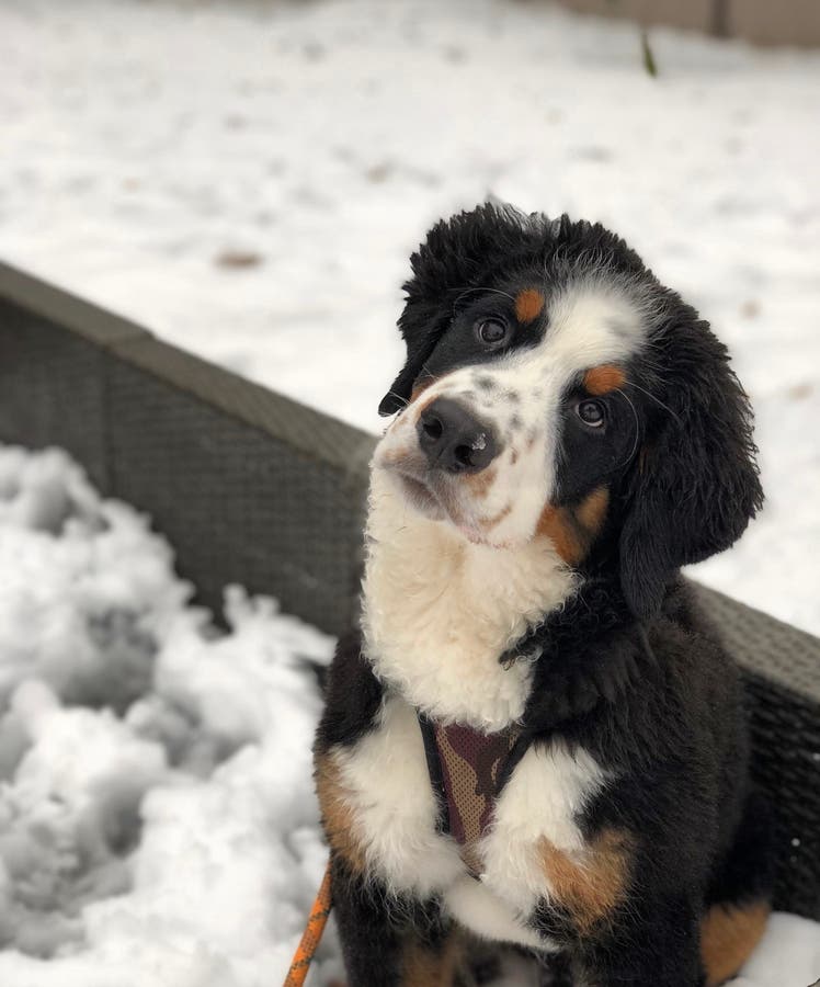Meet our latest Patch Pet of the Week, an adorable 6-month-old Bernese Mountain dog named Gus. 