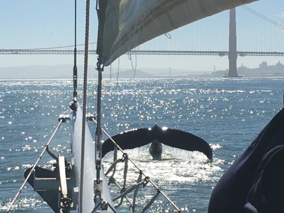 Marine Wildlife and Ecology - Sail under the Golden Gate Bridge 2024