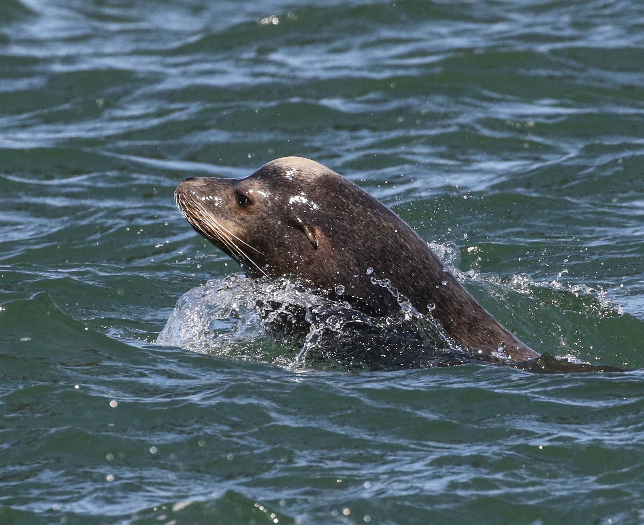 Marine Wildlife and Ecology - Sail under the Golden Gate Bridge 2024