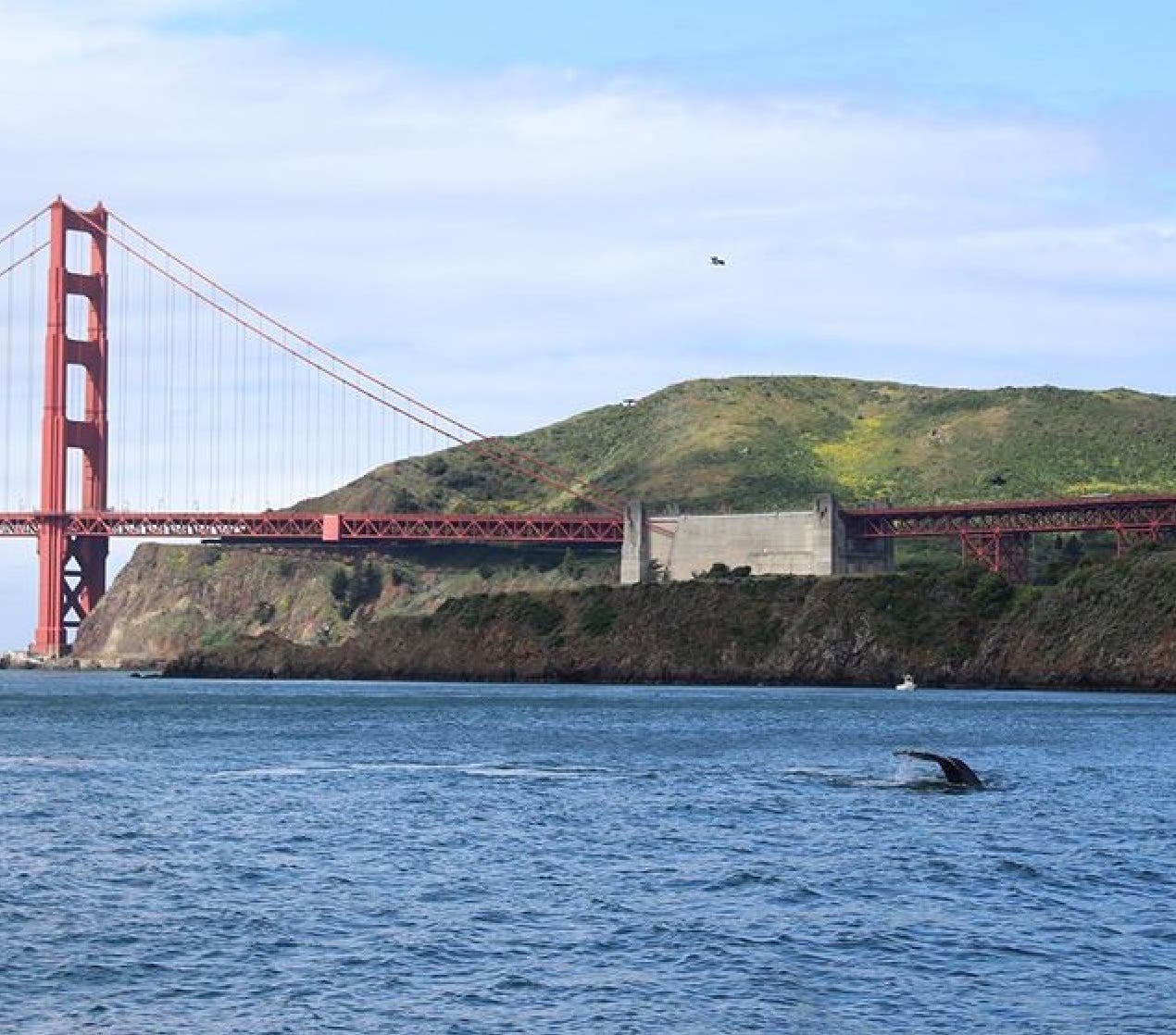 Marine Wildlife and Ecology - Sail under the Golden Gate Bridge 2024