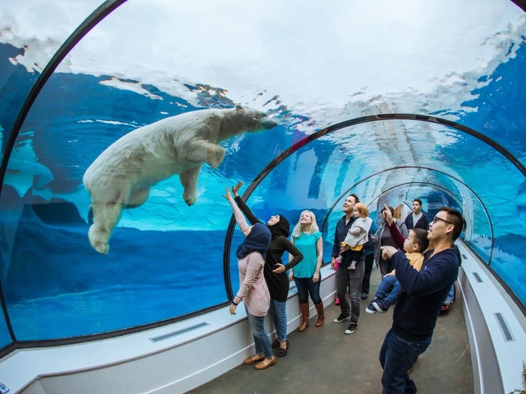 Meet The New Polar Bear At The Detroit Zoo