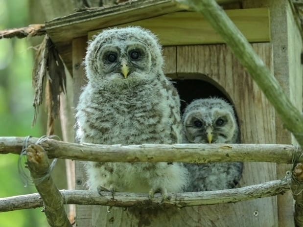 Living large in a nesting box built in his backyard by Ridgefield resident Michael Kralik, the barred owl's exploits have attracted a devoted following on two live 24/7 YouTube channels.