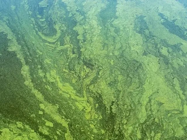 Blue-Green Algae Advisory Lifted At Carbuncle Pond In Coventry