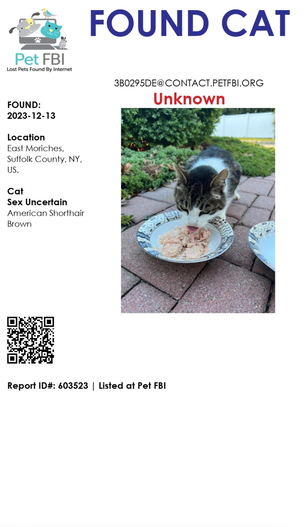 Found cat in East Moriches