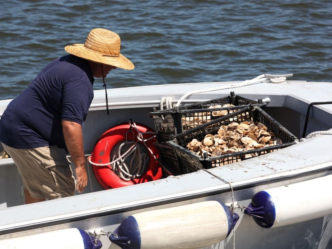 1M Oysters Added To Manhasset Bay As Part Of Conservation Effort