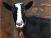 Geronimo is a 6-year old Alpine goat who enjoys lots of scratches.