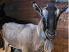 Mike is a 9-year-old Alpine goat who loves scratches.