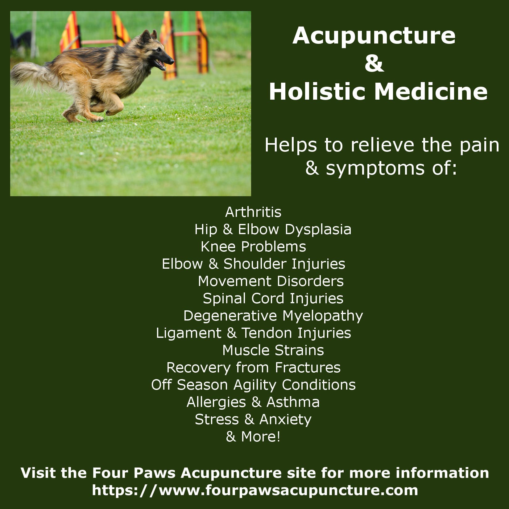 Animal Acupuncture & Holistic Medicine 