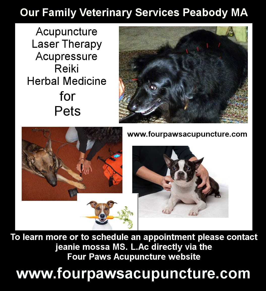 Animal Acupuncture on the North Shore of MA