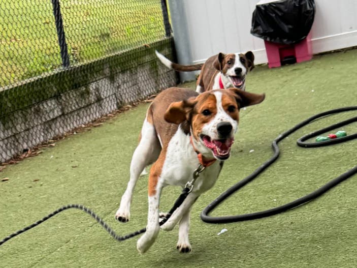 Local animal control officers are seeing an increase in strays, and, unlike in the past, they're often unable to transfer animals to area shelters because those are already at or overcapacity." - MSPCA-Angell VP Mike Keiley