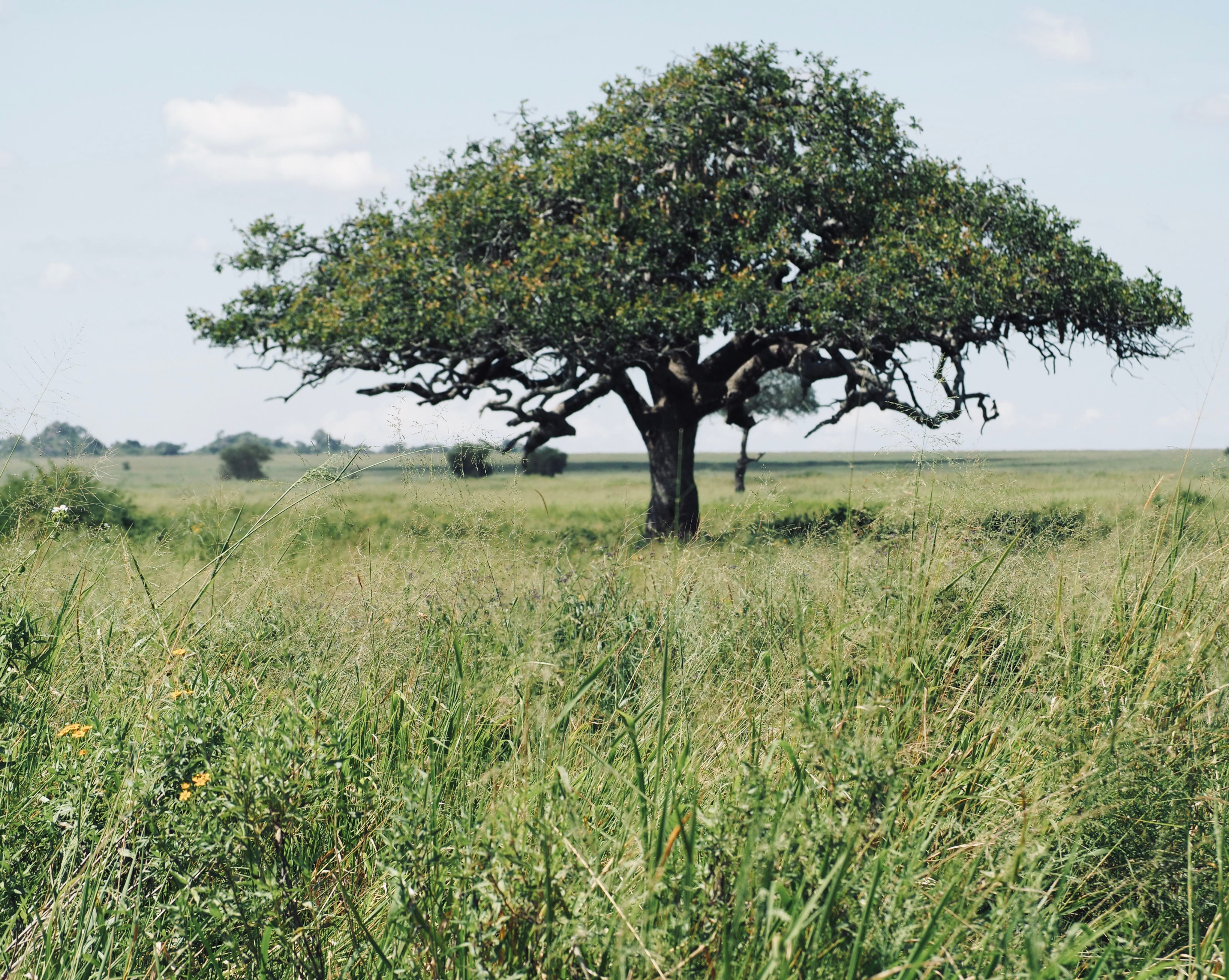 “Now that I’m dead, what do I do with my body? – The Green Burial alternative”