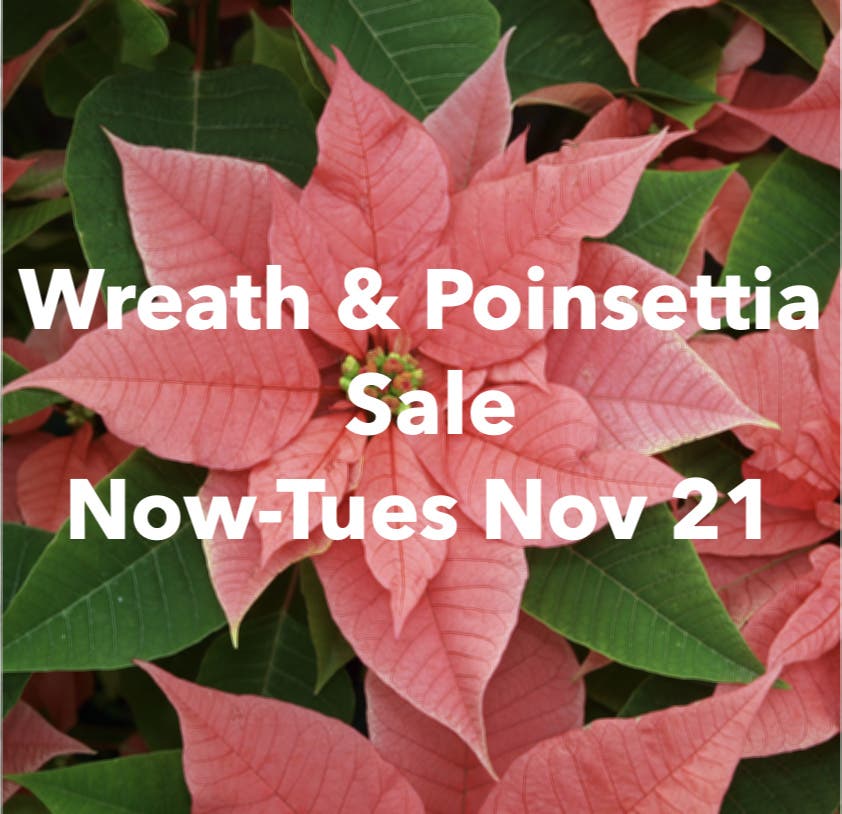 Garden Club Wreaths, Poinsettias & More! Order now thru Tues Nov 21.