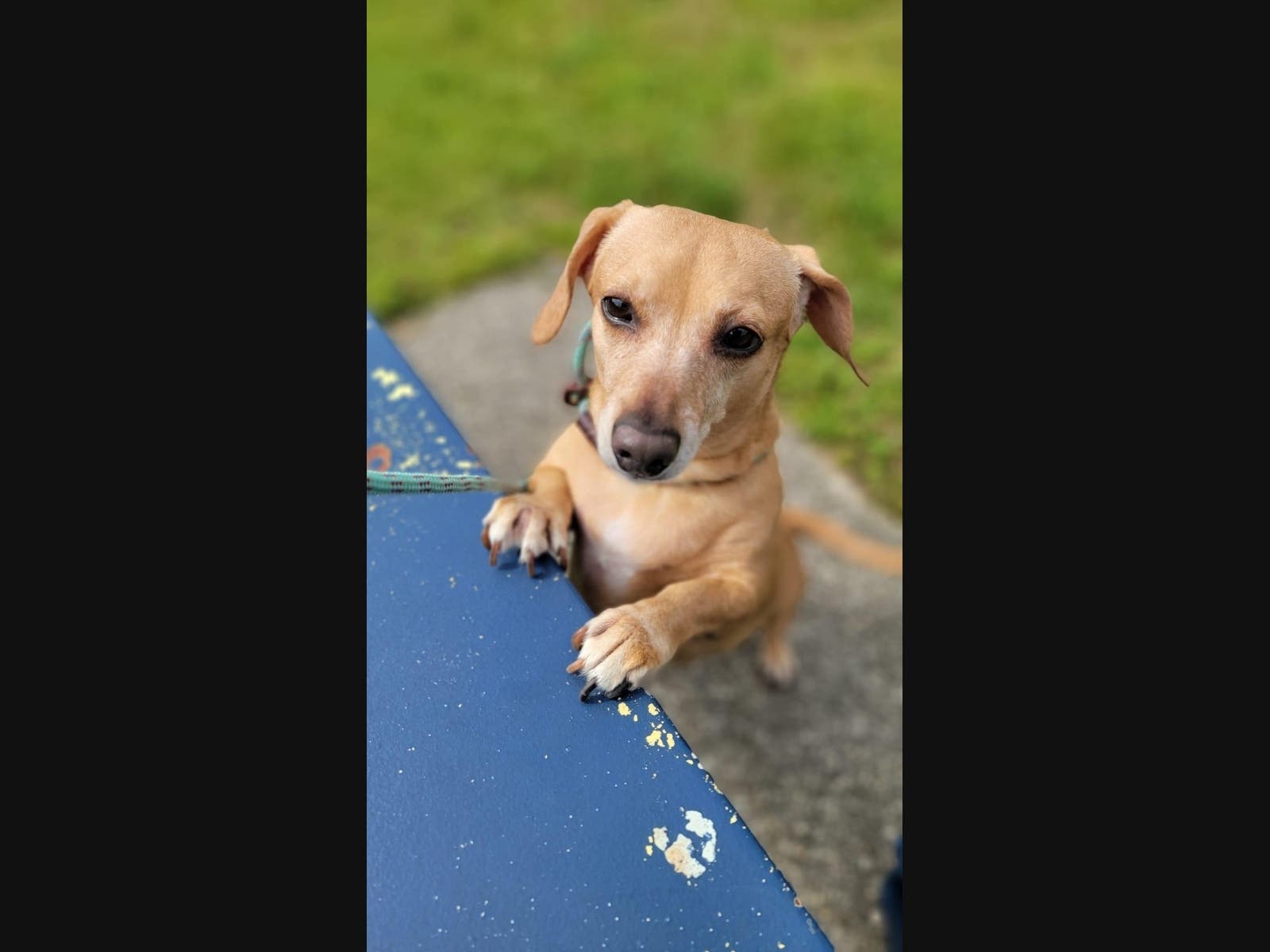 Peanut Butter, a 10year-old female tan Dachshund mix, is the Smithtown Pet of the Week.