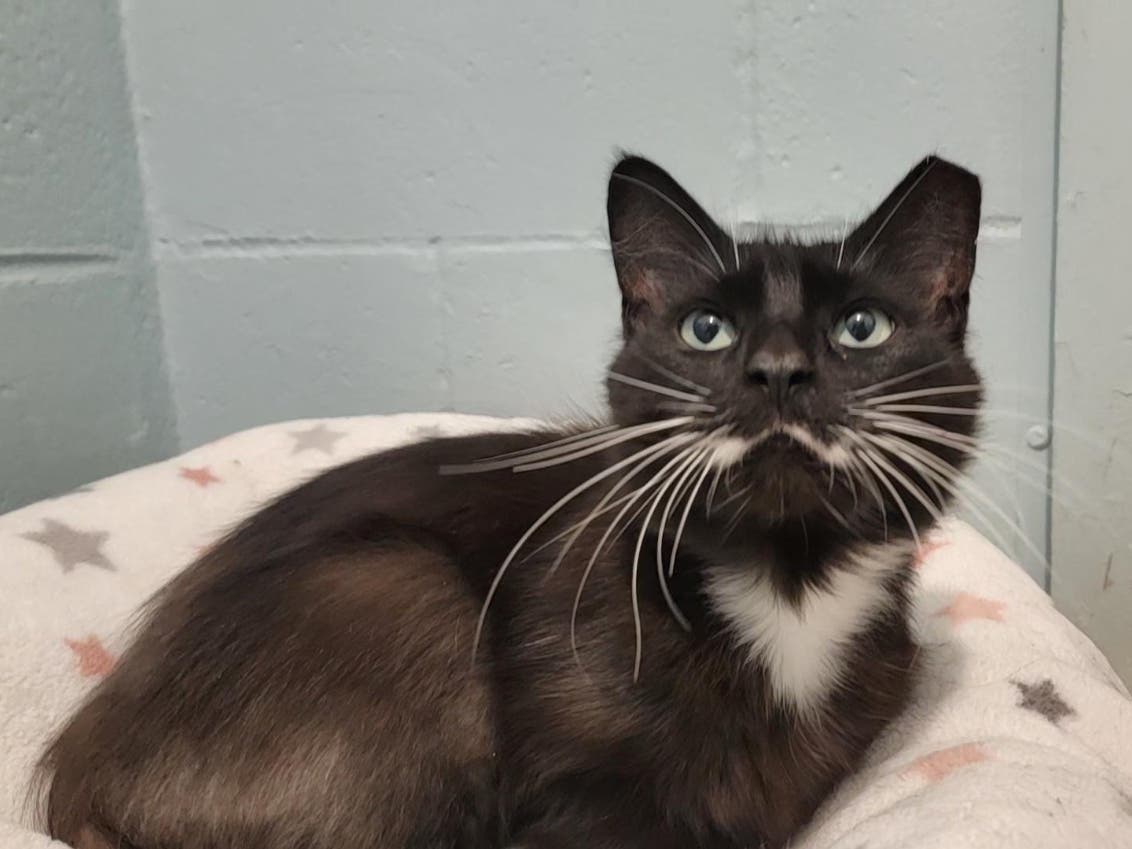 Mashed Potatoes, a 13-year-old domestic, medium-haired female, is the Smithtown Pet of the Week.