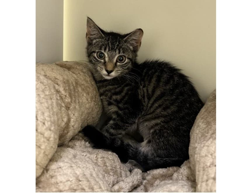 Molly, about 3 months old, is the Huntington Pet of the Week.