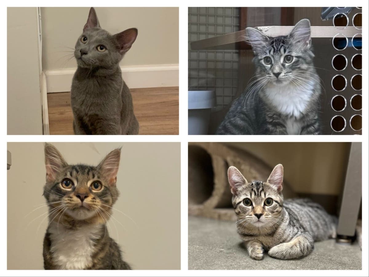 Left to right, top to bottom: Grady, Greta, Graylyn, and Little Plum, 4-month-old kittens, are the Northport Pets of the Week.