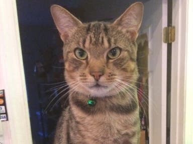 Miles the cat is missing from a Davidsonville business and his owner hopes the community will help him find the cat.