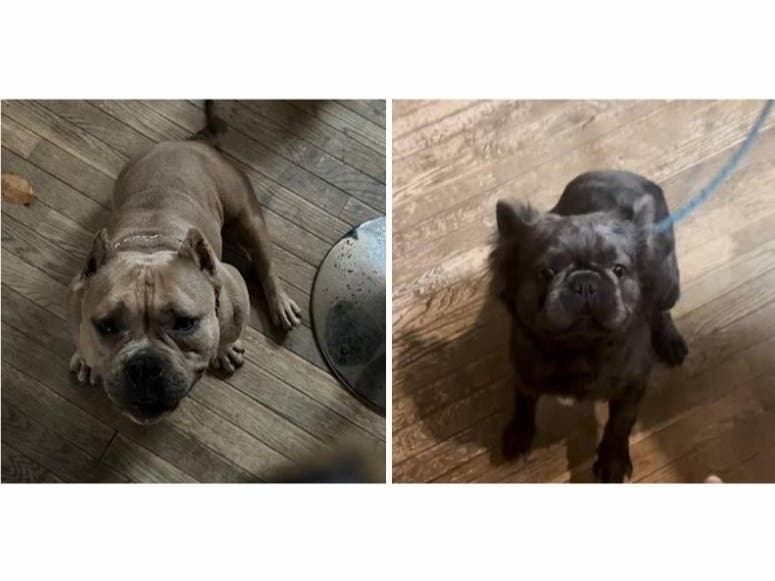 2 Dogs Stolen At Gunpoint From Owner In Clinton: PGPD