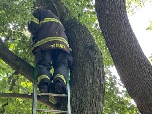 Cat Stuck In Tree For 2 Days Rescued By Susquehanna Firefighter