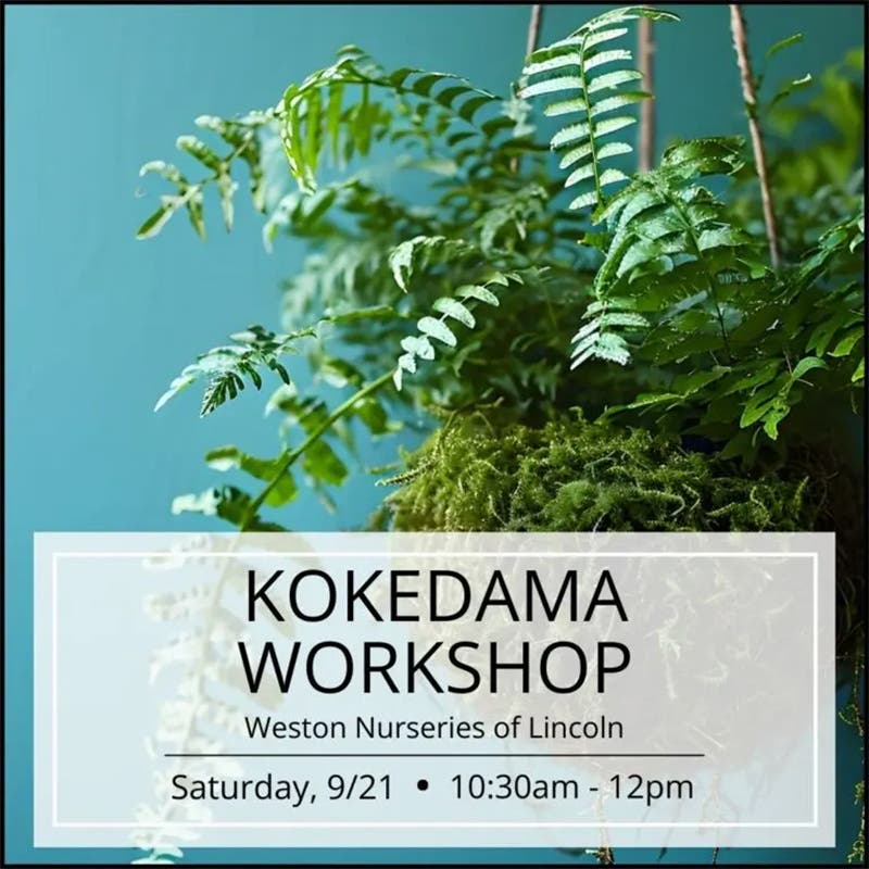 Kokedama Workshop In Lincoln