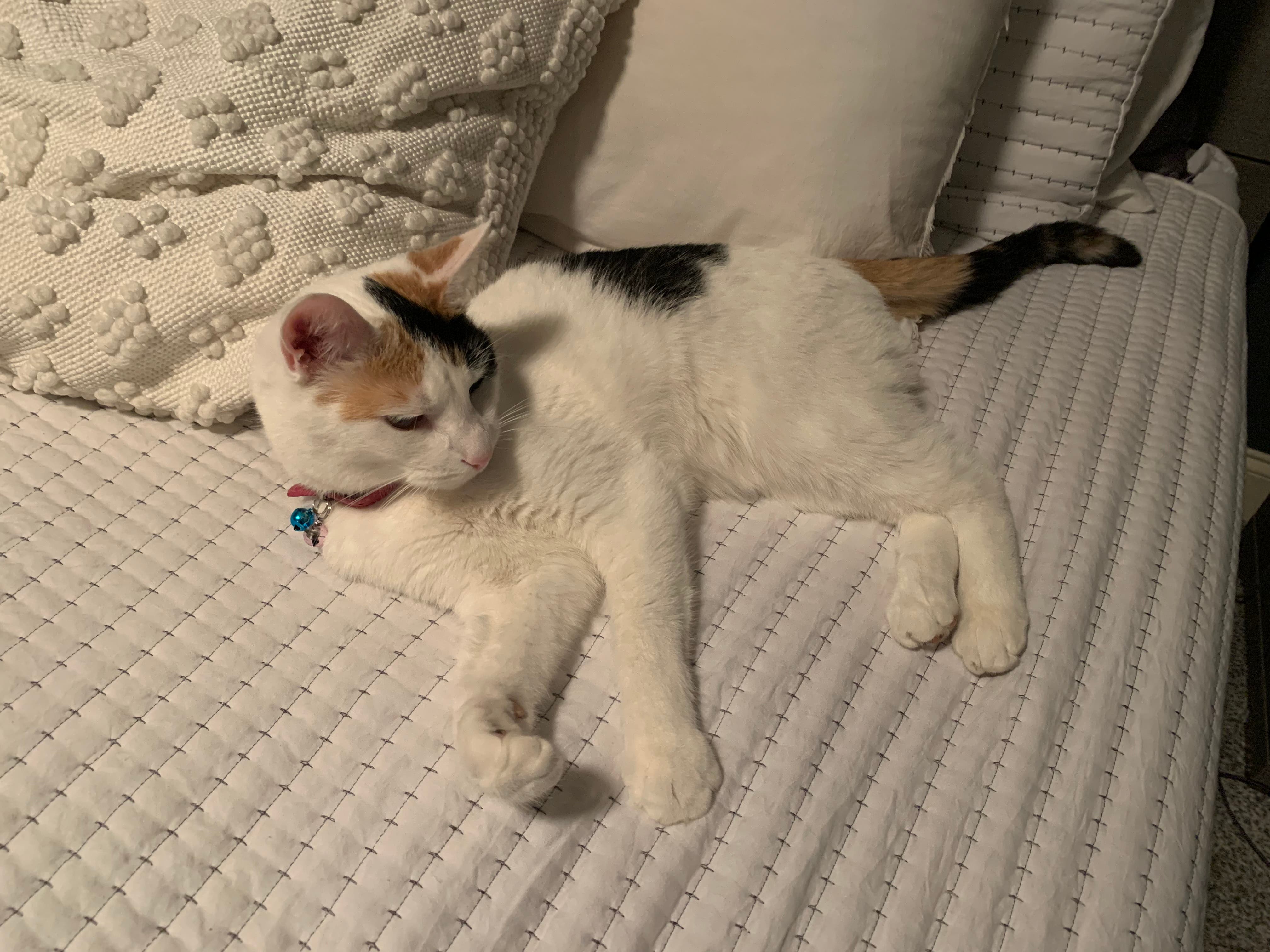 Missing calico cat : Petunia