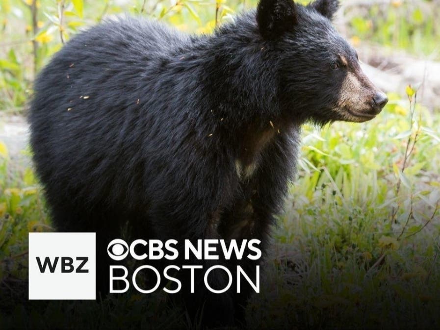 Hungry Bears Are "Following Campers" In New Hampshire's White Mountains, Forest Service Says