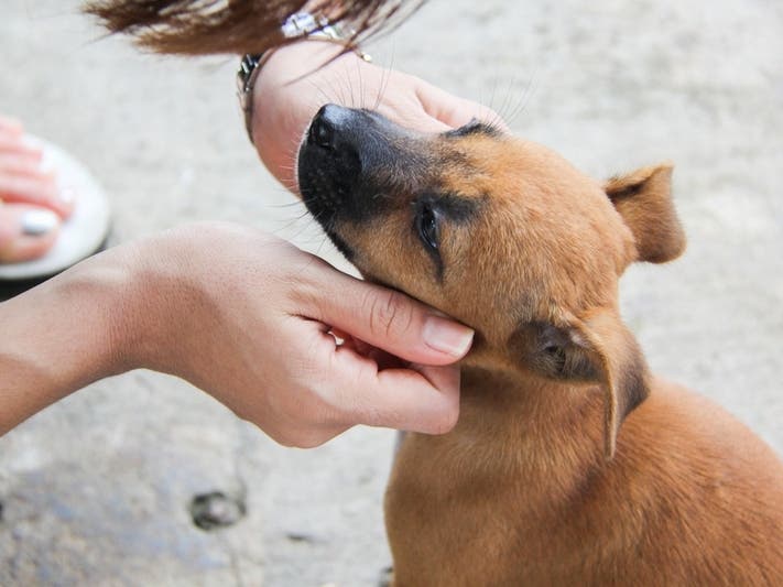 Participating shelters can charge $50 to match a fully vaccinated and spay or neutered pet with a family.