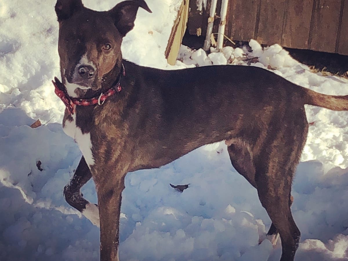 "Here's a photo of Marty, my one eyed rescue pup, who is the only one in the family that loves the snow," wrote Marissa Panico.