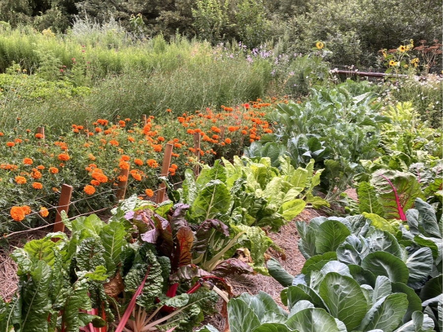 Grants from Marin Parks' FARE program can be used to fund things like community gardens.