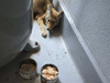 A coyote rescued Thursday in San Mateo County is seen laying next to a fresh meal after his rescue on Thursday, July 4, 2024.