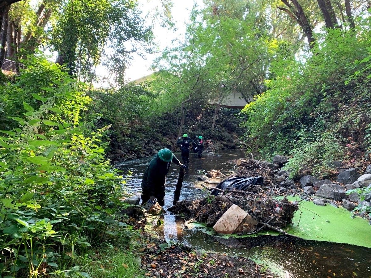 North Bay Conservation Corps assists Department of Public Works staff with debris clearing in Novato Creek.