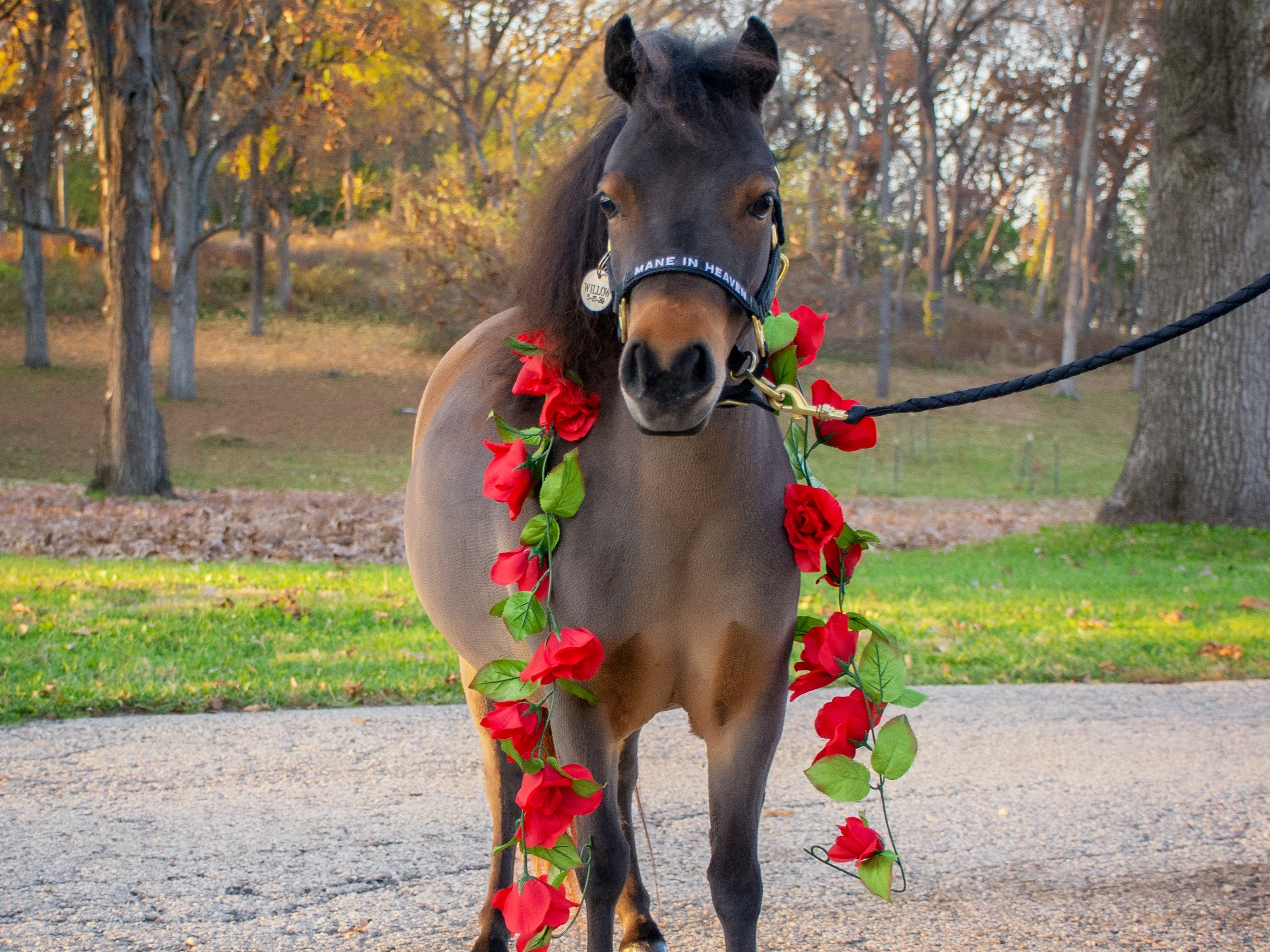 Sanfilippo Estate Tour Benefiting Mane in Heaven Miniature Therapy Horses 