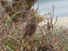 Belding’s Savannah Sparrow in the Ballona Wetlands 